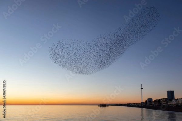 Fototapeta swarms of starlings at dusk in Brighton