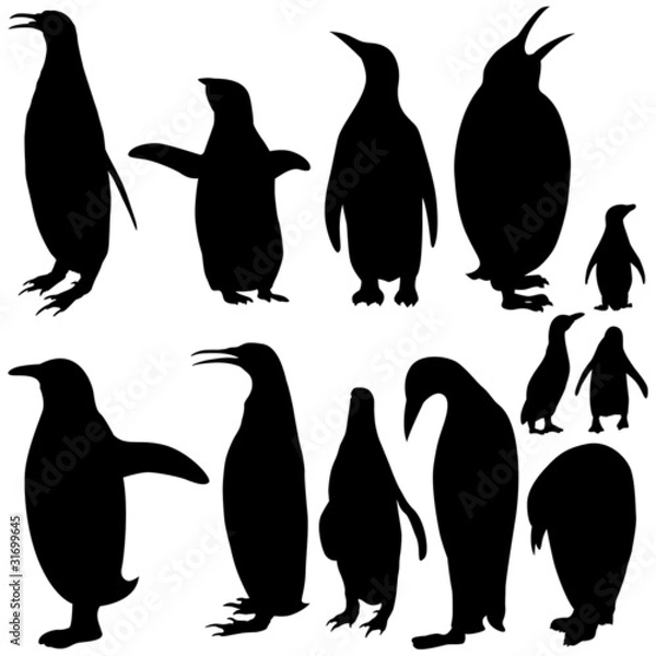 Fototapeta Vector illustration of Penguin Silhouettes on white background.