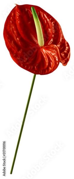 Obraz Anthurium