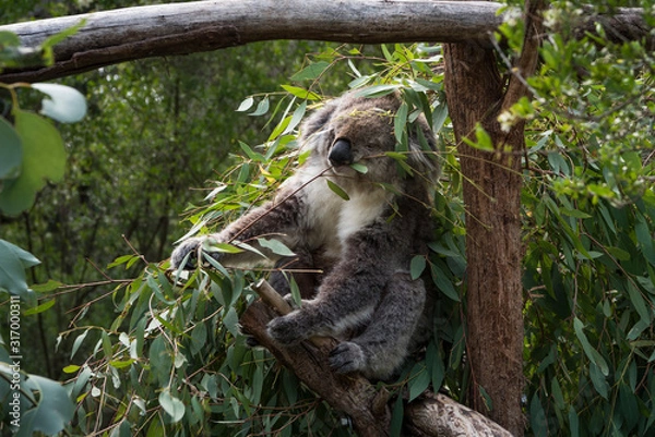 Obraz Koala is a native animal in Australia, this lives in Phillip Island in Victoria