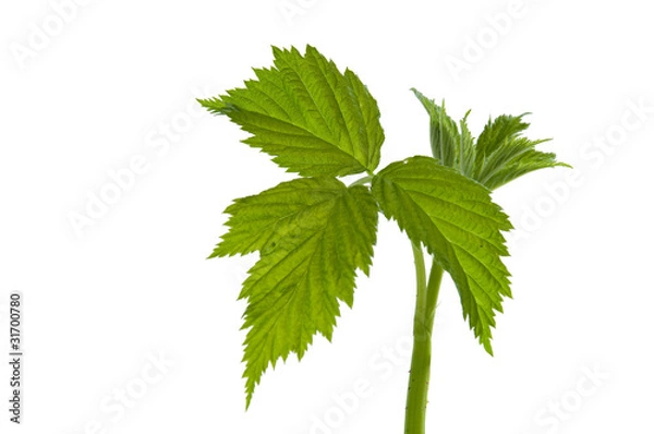 Obraz Himbeerblätter