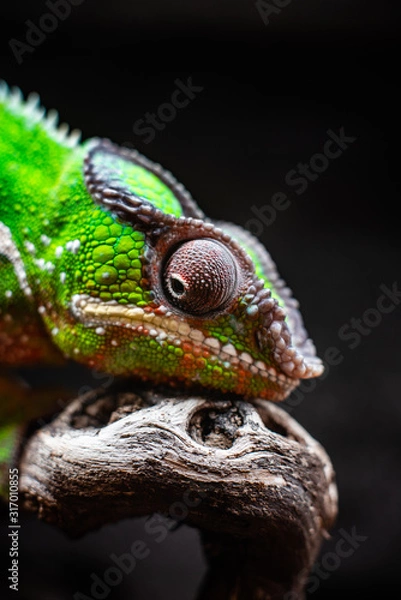 Fototapeta Green chameleon sitting branch rock black background dof sharp focus space for text macro reptile jungle aquarium home pet cute