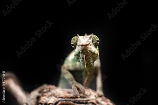 Fototapeta Green chameleon sitting branch rock black background dof sharp focus space for text macro reptile jungle aquarium home pet cute