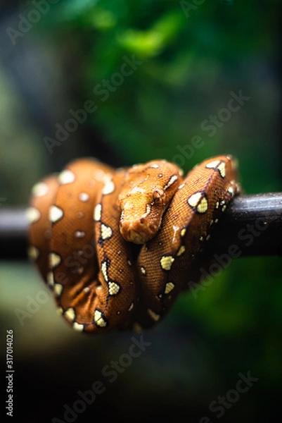 Fototapeta Close-up of the head of a small snake orange on a background of green leaves dof sharp focus space for text macro reptile jungle aquarium home pet cute
