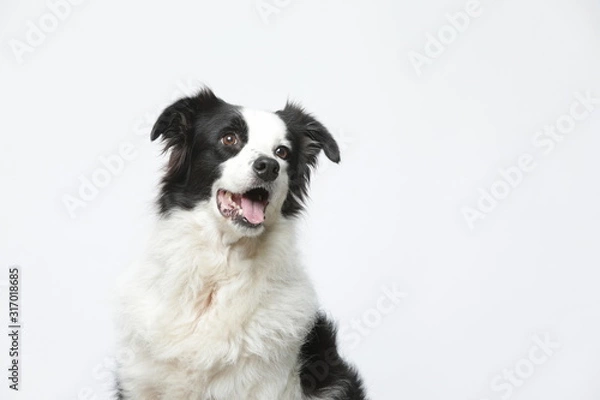 Fototapeta border collie makes various expressions and movements against A white background.