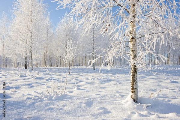 Obraz Birch Grove in winter