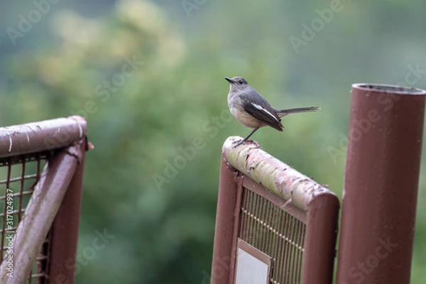 Obraz Oriental Magpie Robin (Formal Name: Copsychus saularis) in Tai Po Kau Nature Trail, Hong Kong.