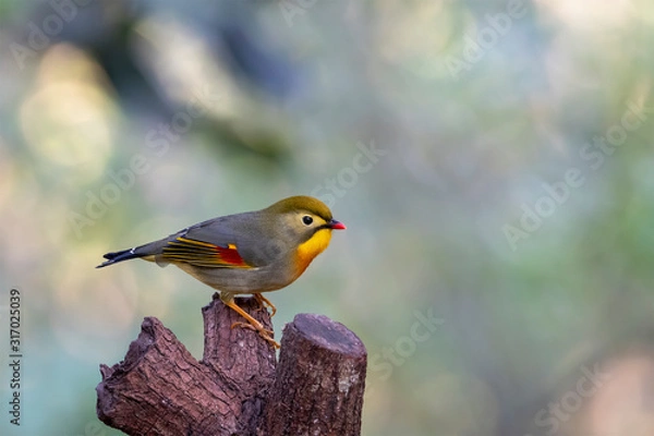 Obraz Red-billed Leiothrix (Formal Name: Leiothrix lutea) in Tai Po Kau Nature Trail, Hong Kong.
