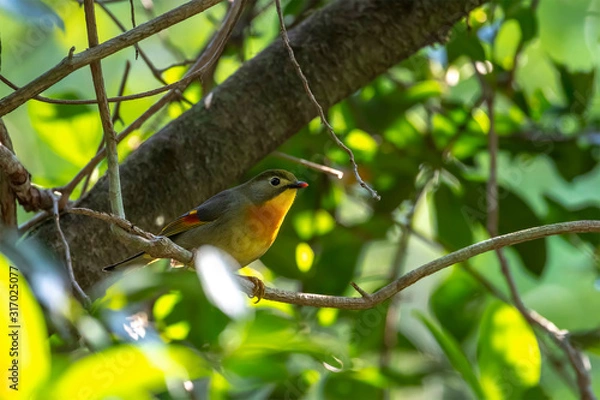 Obraz Red-billed Leiothrix (Formal Name: Leiothrix lutea) in Tai Po Kau Nature Trail, Hong Kong.