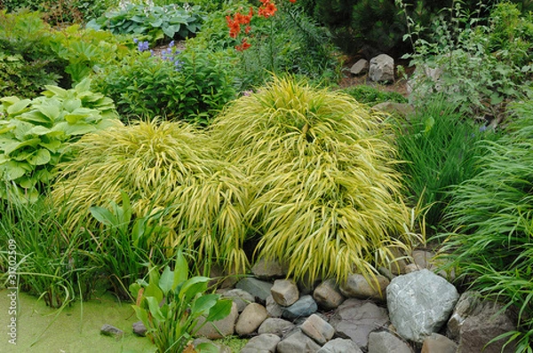 Obraz hakonechloa macra aureola