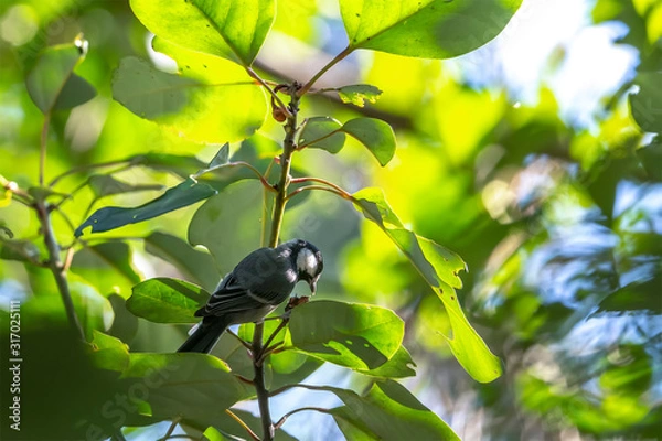 Obraz Great Tit (Formal Name: Parus major) in Tai Po Kau Nature Trail, Hong Kong