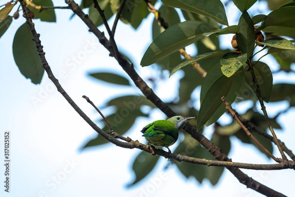 Obraz Orange-bellied Leafbird in Tai Po Kau Nature Trail, Hong Kong (Formal Name: Chloropsis hardwickii), Female