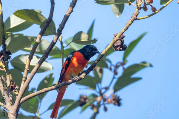 Obraz Scarlet Minivet in Tai Po Kau Nature Trail, Hong Kong (Formal Name: Pericrocotus flammeus), Male