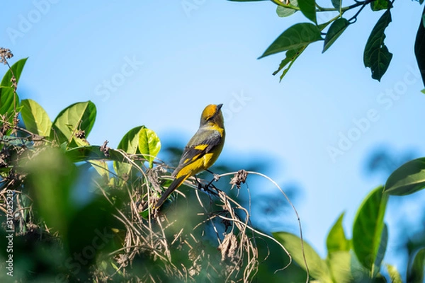 Obraz Scarlet Minivet in Tai Po Kau Nature Trail, Hong Kong (Formal Name: Pericrocotus flammeus), Female