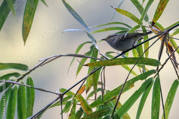 Obraz Yellow-browed Warbler (Formal Name: Phylloscopus inornatus) in Tai Po Kau Nature Trail, Hong Kong.