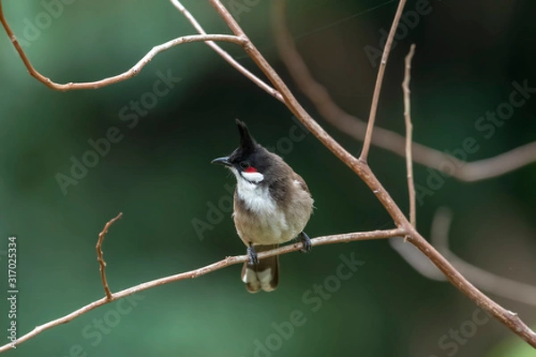 Obraz Red-whiskered Bulbul (Formal Name: Pycnonotus jocosus) in Tai Po Kau Nature Trail, Hong Kong