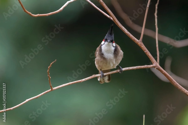Obraz Red-whiskered Bulbul (Formal Name: Pycnonotus jocosus) in Tai Po Kau Nature Trail, Hong Kong