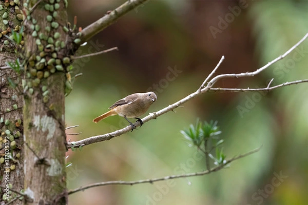 Obraz Daurian Redstart in Tai Po Kau Nature Trail, Hong Kong (Formal Name: Phoenicurus auroreus), Female