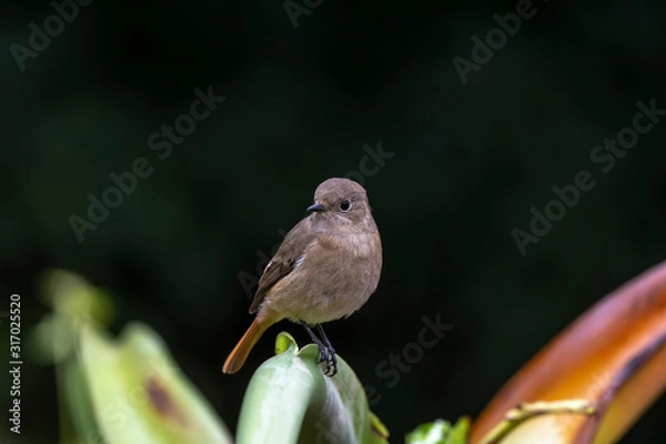 Obraz Daurian Redstart in Tai Po Kau Nature Trail, Hong Kong (Formal Name: Phoenicurus auroreus), Female