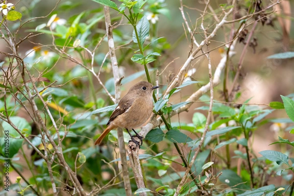 Obraz Daurian Redstart in Tai Po Kau Nature Trail, Hong Kong (Formal Name: Phoenicurus auroreus), Female