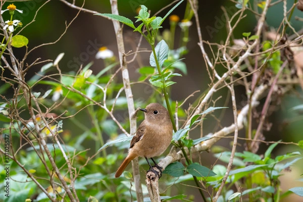 Obraz Daurian Redstart in Tai Po Kau Nature Trail, Hong Kong (Formal Name: Phoenicurus auroreus), Female