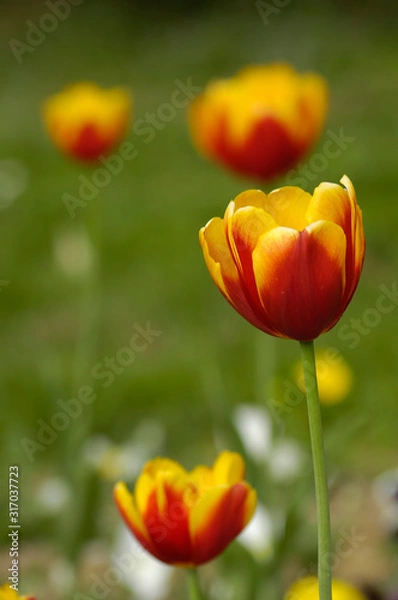 Obraz tulip