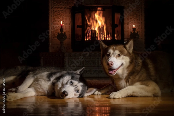 Obraz Portrait of two Siberian husky dogs lying by the fireplace