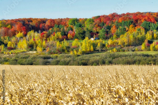 Obraz Looking over a corn field on a beautiful autumn day in Quebec, Canada