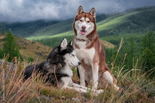 Fototapeta Beautiful husky dogs, walk in the mountains. Siberian husky dogs on the background of a mountain landscape with coniferous forest and rain clouds
