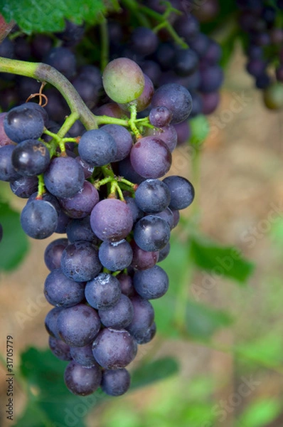 Fototapeta Trauben