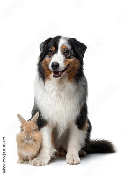 Obraz dog with a rabbit on a white background. two animals together. Pet friendship