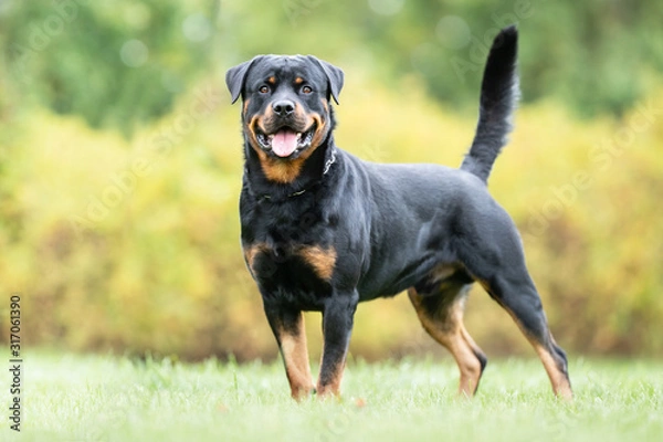 Obraz  portrait of a beautiful dog