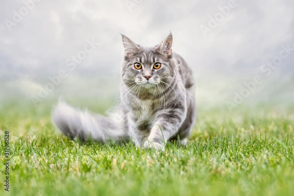 Obraz  portrait of a beautiful cat