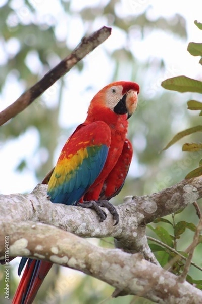 Fototapeta Amazonian Macaw on a branch