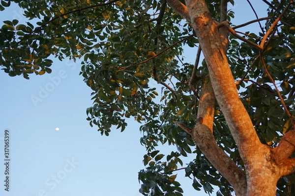 Obraz Mond und Baum