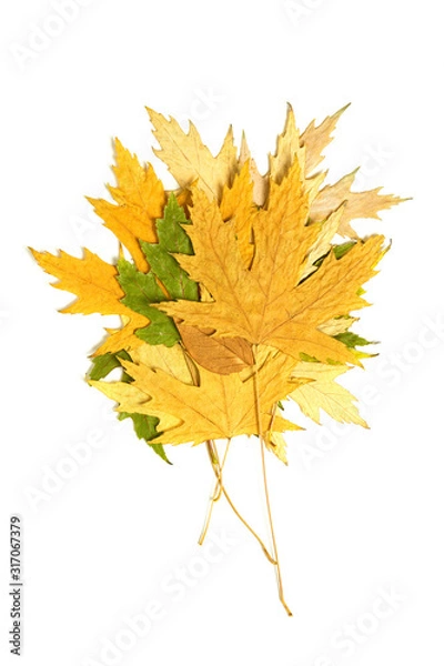 Fototapeta dried multi-colored maple leaves stacked in a pile on a white background