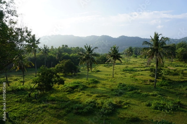 Obraz Palmenlandschaft