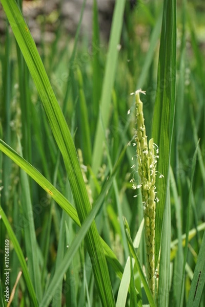 Obraz Reispflanze