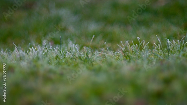 Obraz green grass with dew