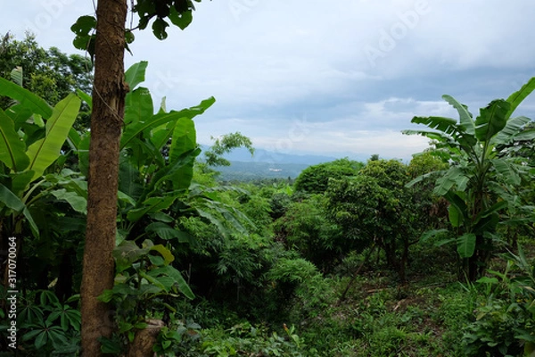 Obraz trees and blue sky