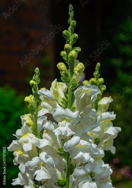 Fototapeta White Snapdragon