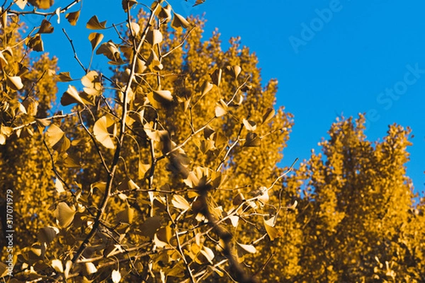 Obraz 秋のイチョウ