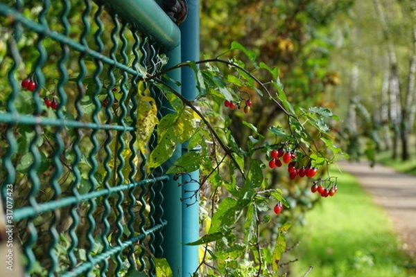 Obraz Pflanze Frucht