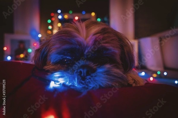 Obraz Shih Tzu laying on cushion with fairy lights