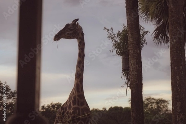 Obraz Giraffe at dusk