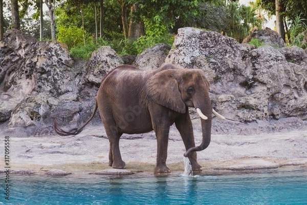 Obraz Elephant at side of water 