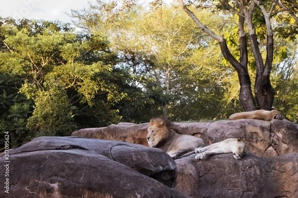 Obraz Lions resting on rock 