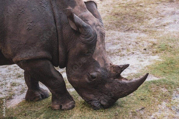 Obraz Rhino feeding on grass