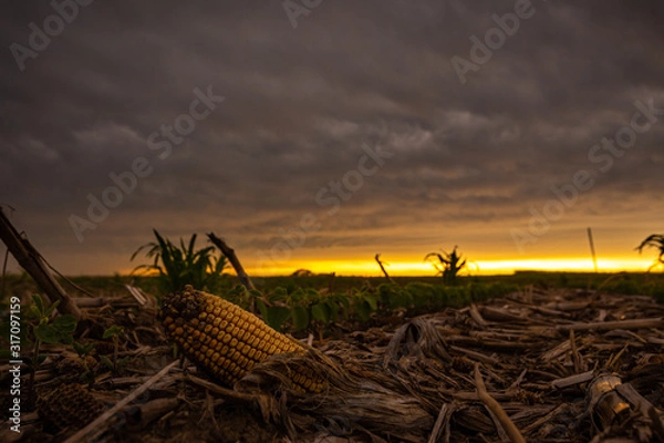 Fototapeta dried corn in front of a sunset in a field