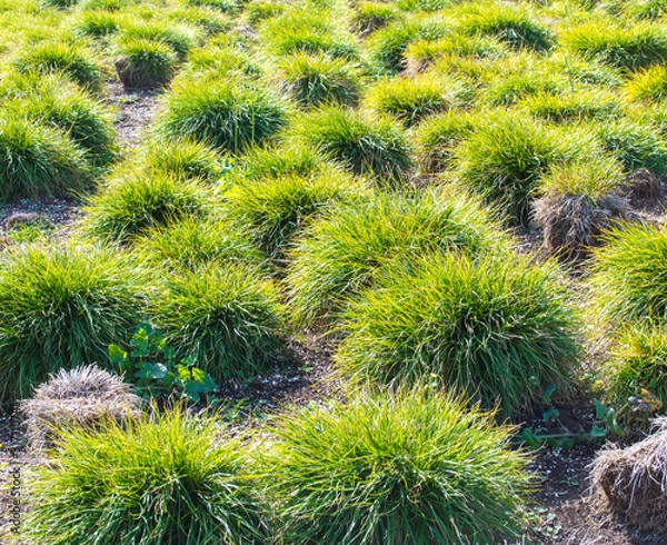 Obraz a field of bright green carex clumping grass on a sunny day
